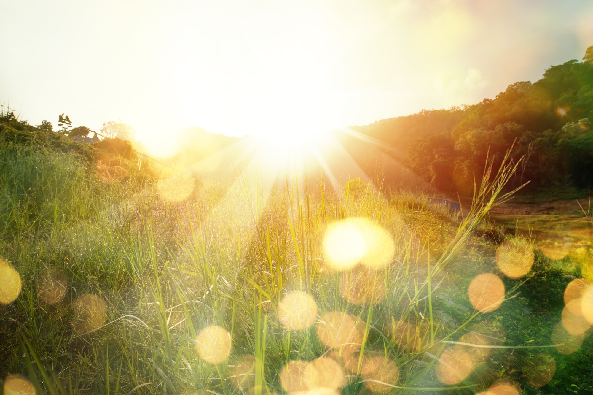 Sunlight bursting over a green meadow at dawn