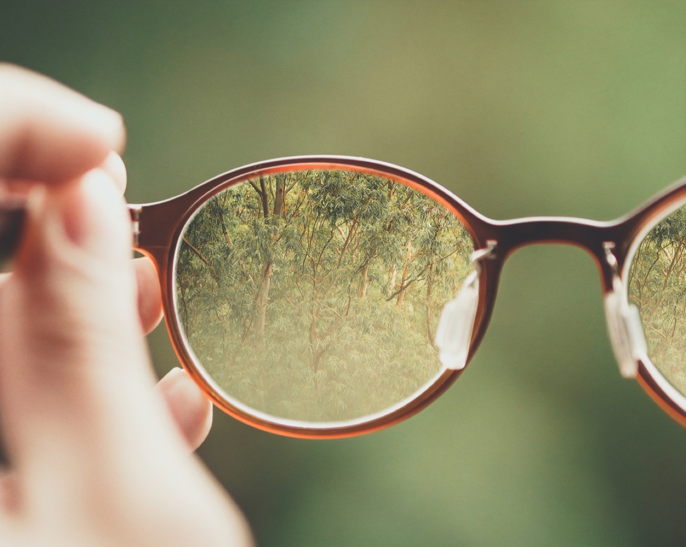Seeing clearly — a forest brought into focus