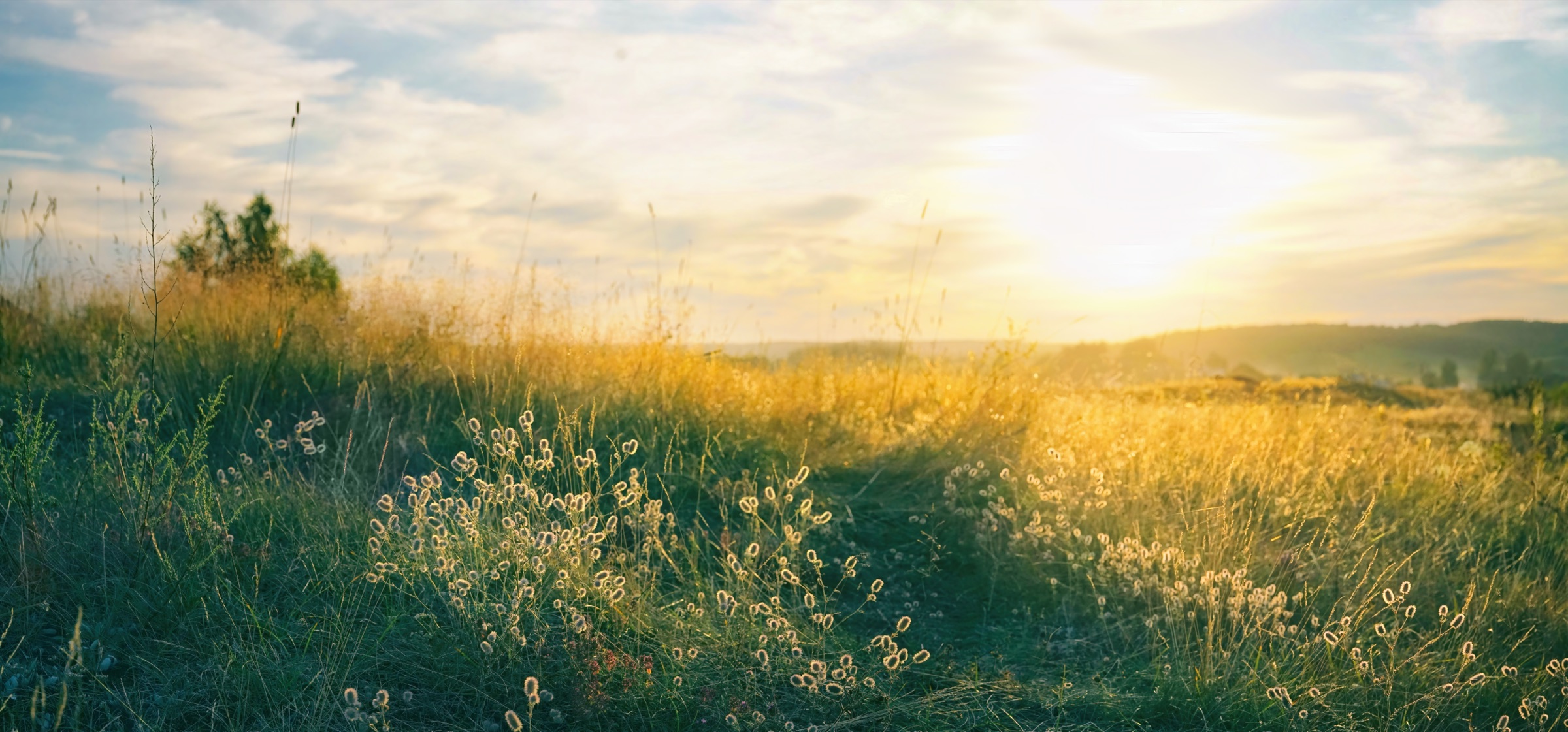 Golden sunrise over a grassy Colorado field
