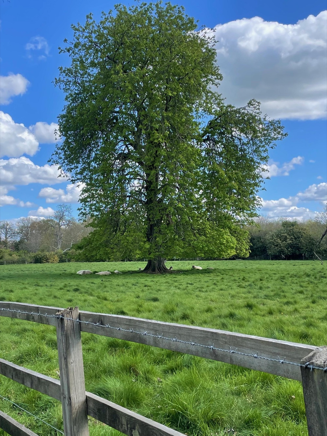 A great green tree with sheep resting in its shade in an English pasture