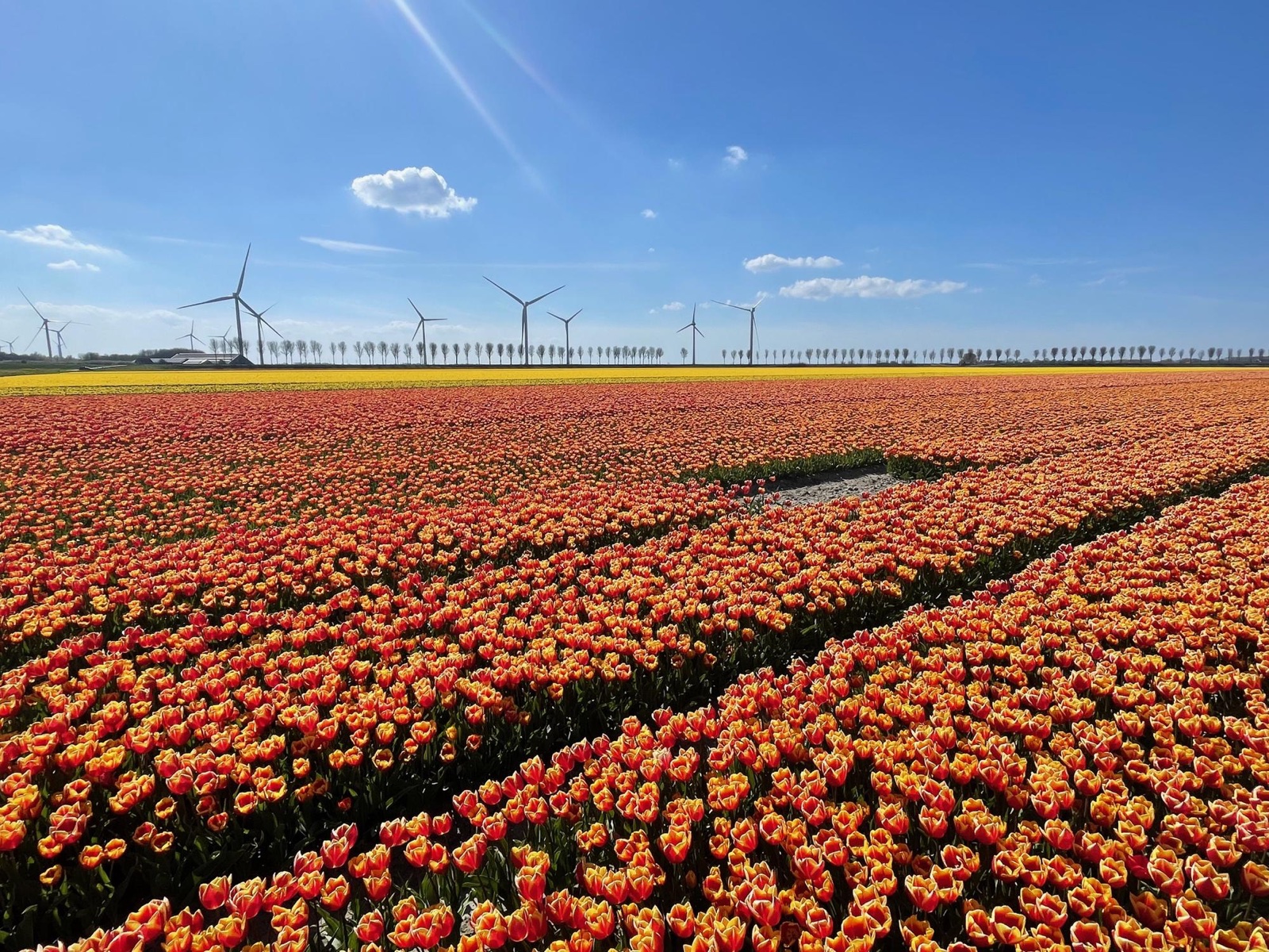 A field of orange and red tulips stretching to a row of windmills in the Netherlands