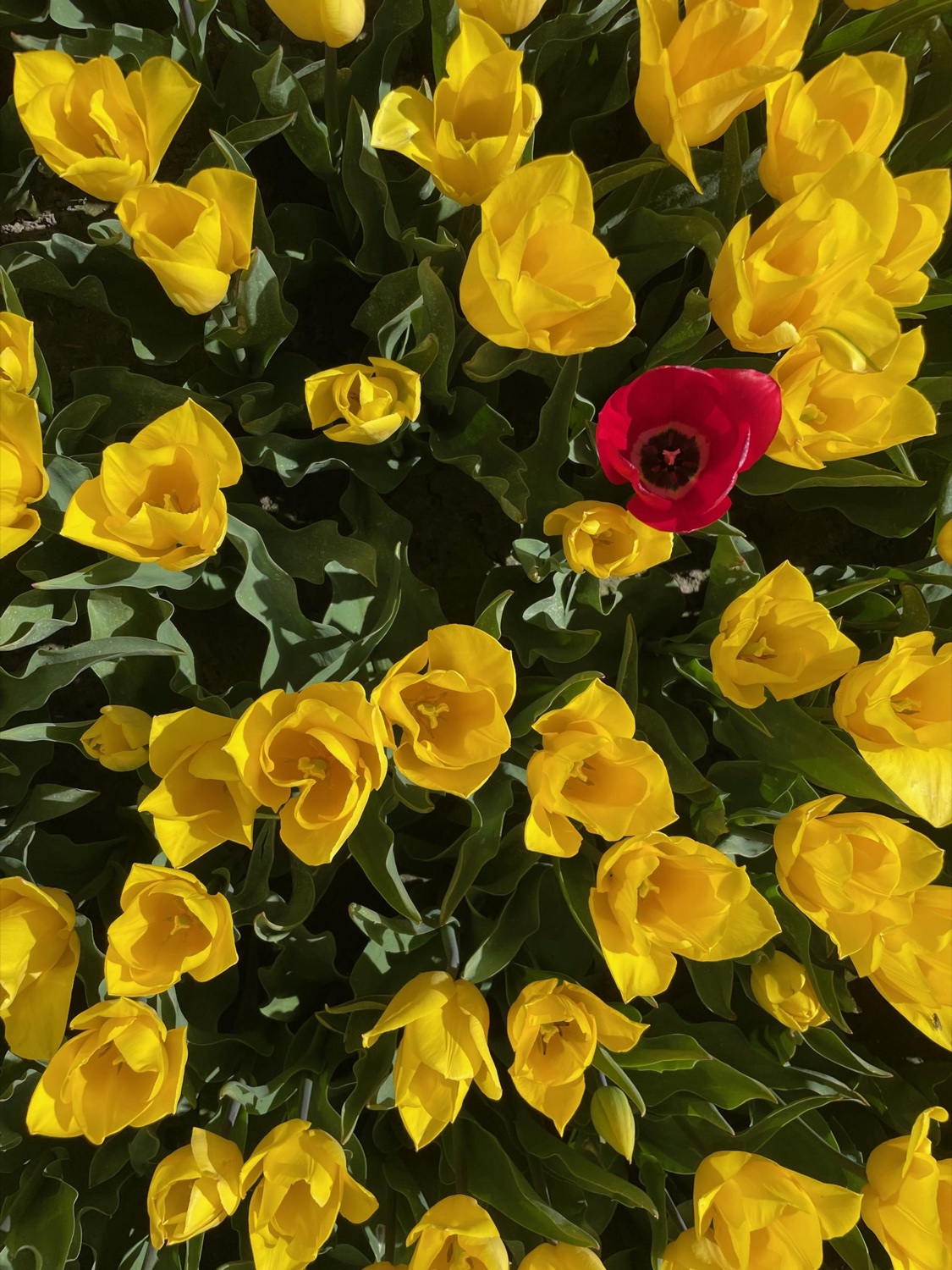 A close-up of yellow tulips with a single red tulip among them